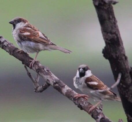 A couple of Sparrows