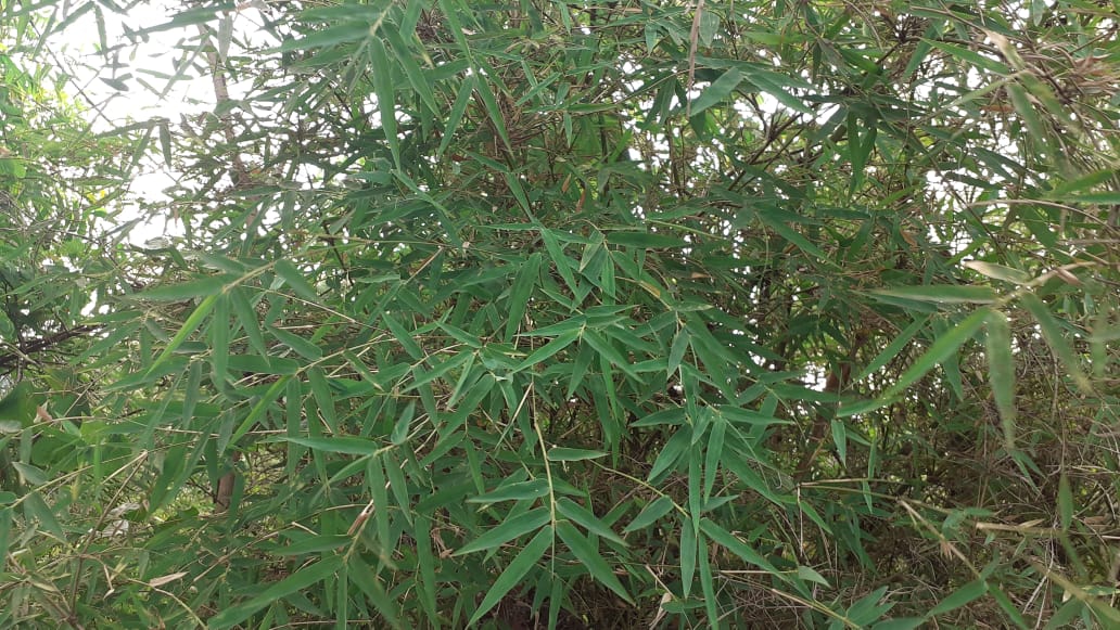 Name : Bamboo (Botanical Name : Bambusa Dendrocalmus)