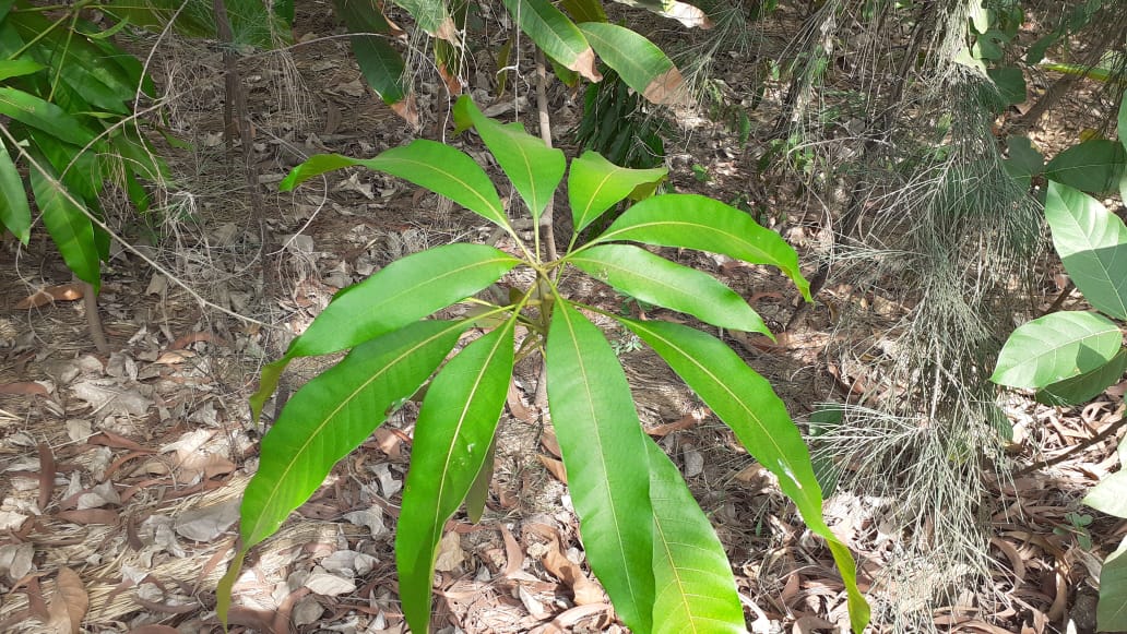 Name : Mango (Botanical Name : Mangifera Indica)