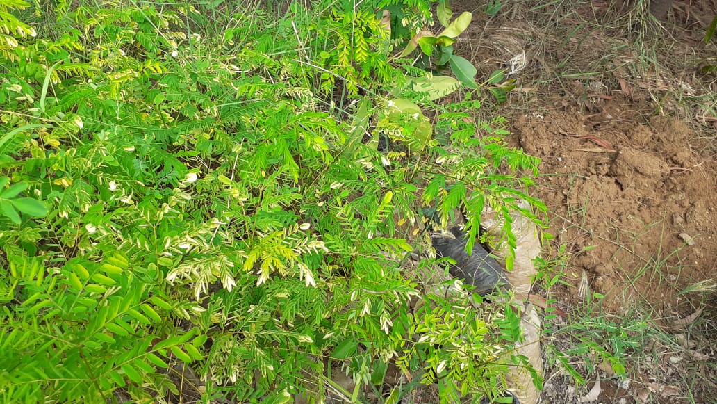 Name : Rakt Chandan (Botanical Name : Pterocarpus Santalinus)